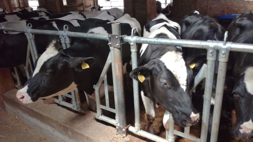 Kako od problematične stvoriti idealnu kravu?