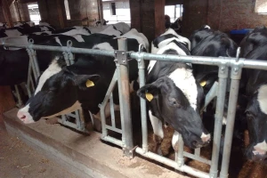 Kako od problematičnih stvoriti idealnu kravu?