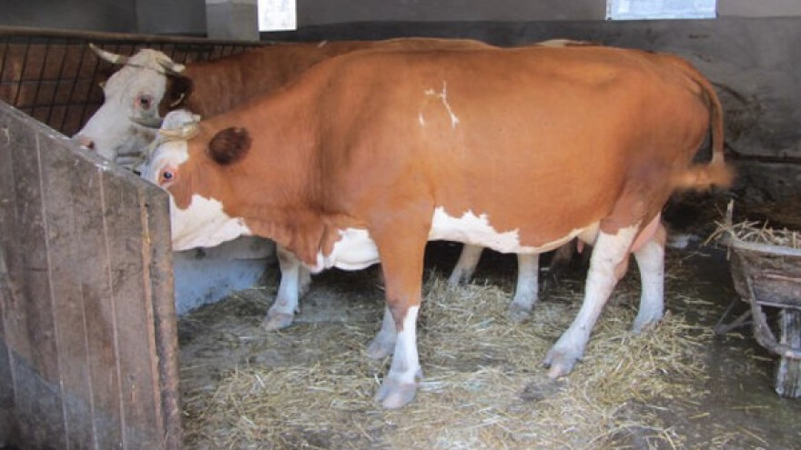 Naturalna razmena za mleko