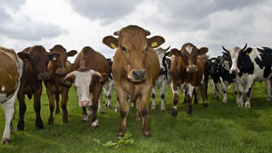 Samo govedarstvo bilježi stalan rast