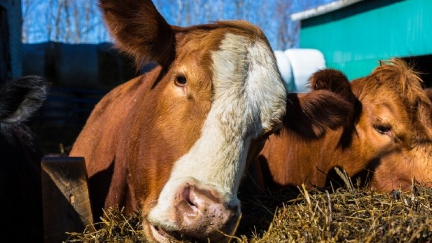 Počinje vakcinacija goveda u opštini Žagubica
