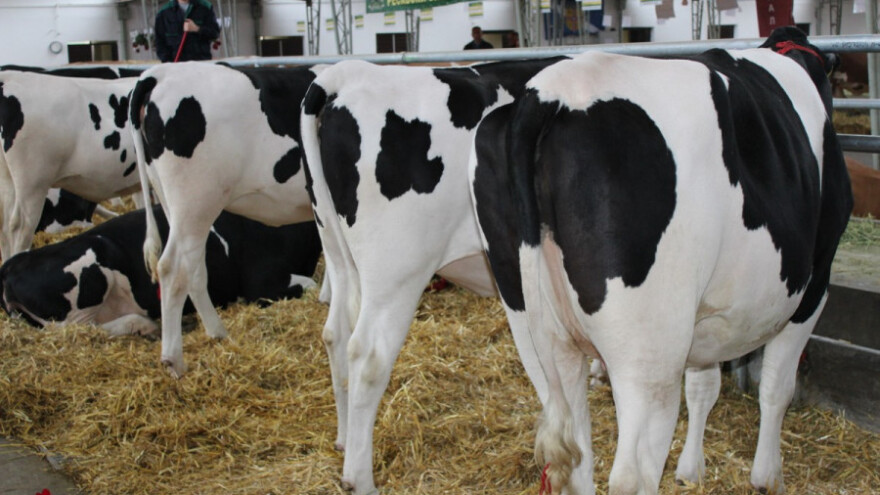 Romić: Cijepljenje goveda počinje u ponedjeljak!