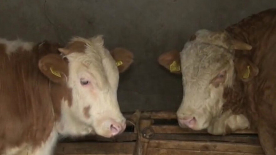 Uticaj visokih temperatura na mlečnost krava