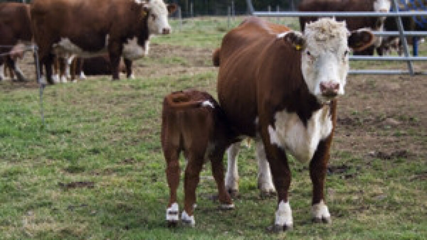 Stočarstvo je na koljenima