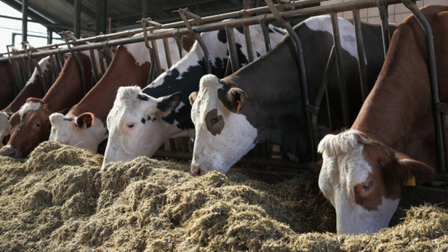 Koliko je stočarima važna higijena štale?