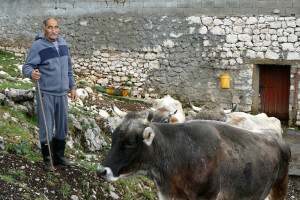 Domaćini iz Gacka priznaju samo "zeleno goveče": Daju dobro mlijeko, a bikovi najljepši