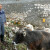 Domaćini iz Gacka priznaju samo "zeleno goveče": Daju dobro mlijeko, a bikovi najljepši