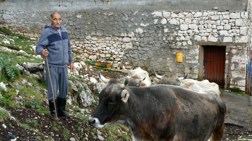 Domaćini iz Gacka priznaju samo "zeleno goveče": Daju dobro mlijeko, a bikovi najljepši