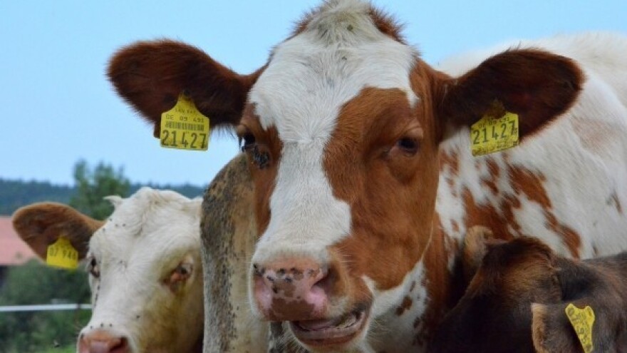 Govedarstvo u svijetu - izgledi za 2016. godinu