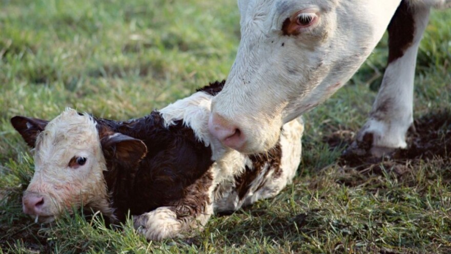 Kina diže zabranu uvoza goveđe i ovčje genetike