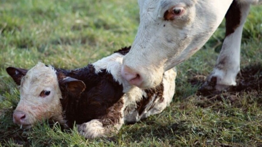 Kina diže zabranu uvoza goveđe i ovčje genetike