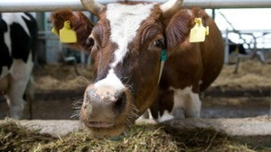 Dobra prognoza za uzgajivače goveda