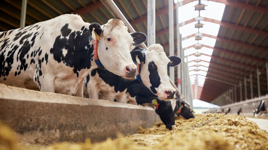 Vijeće EU odobrilo pokretanje pregovora s SAD-om o uvozu govedine netretirane hormonima