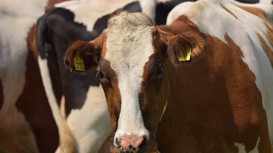 Francuska govedina nastavlja put prema Americi