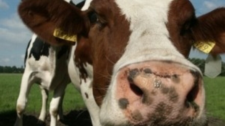 Goveđe ludilo pod kontrolom u RH