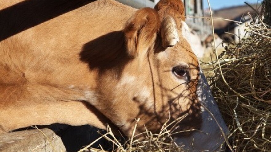 Očekuje se pad cijena stočne hrane?