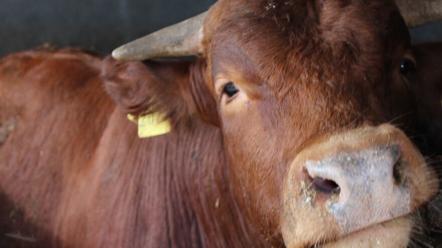 Porasla cena stoke u Jadru, Rađevini i Podrinju