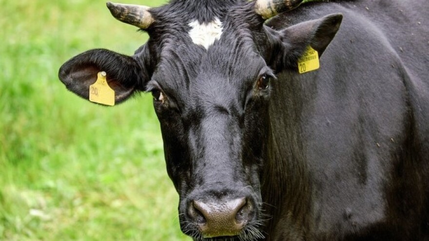 Završava se vakcinacija goveda