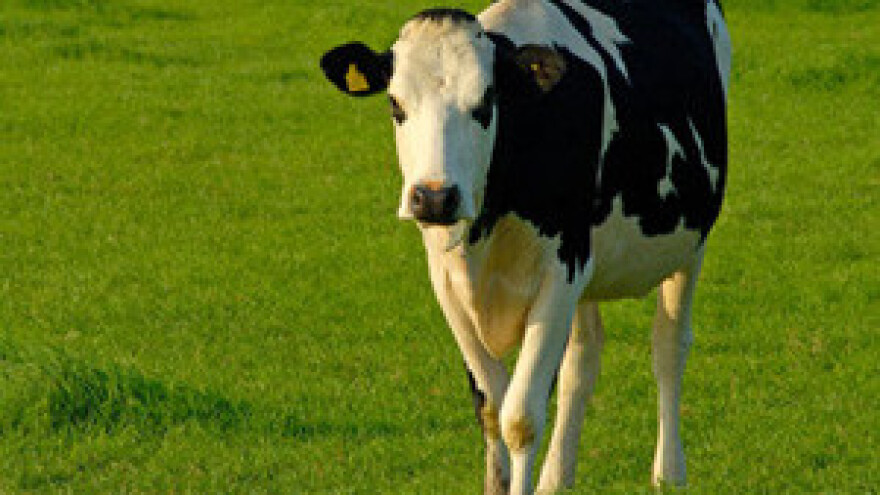 Uzrok pomora goveda u Sunji je parazitna bolest