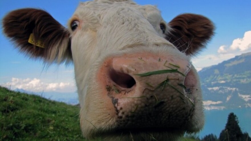 Koju govedinu u Kinu?