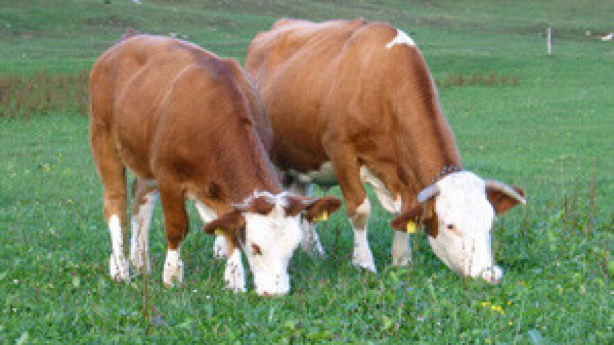 Savjetovanje uzgajivača goveda