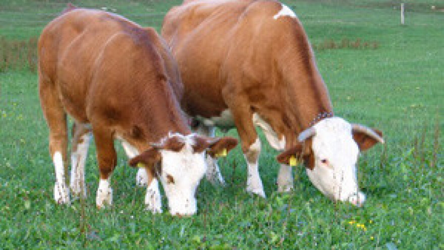 VII. Savjetovanje uzgajivača goveda