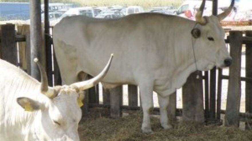 15. Izložba rasplodnih grla istarskog goveda