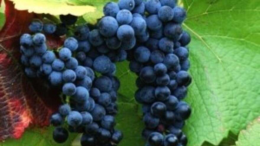 Od 1. srpnja bez naziva "Prošek"