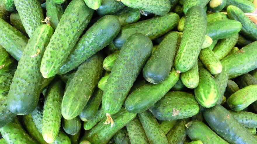 Sabahudin Avdić: Na dunumu zemlje može se proizvesti i do pet tona kornišona