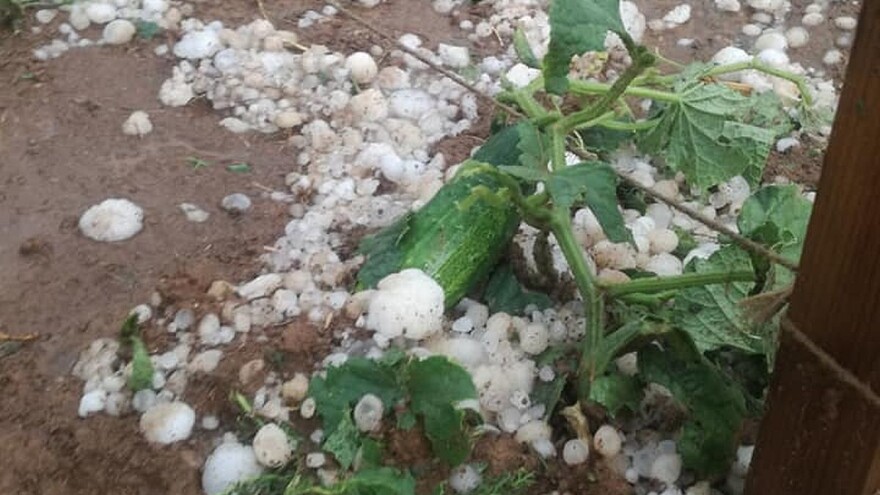 Grad ponovo uništo usjeve  - šteta je preko milion KM!