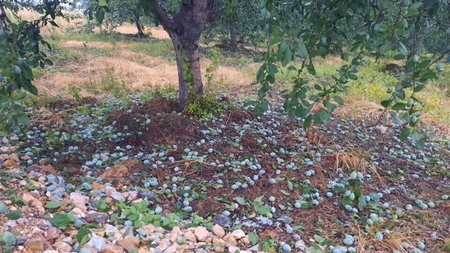 Voćari u valjevskom kraju oporavljaju zasade od grada: Da li će biti roda iduće godine?
