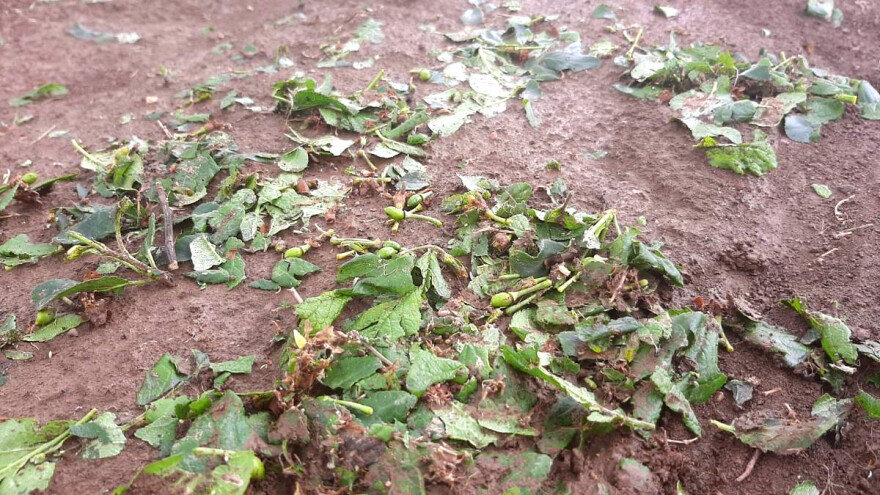 Grad u okolini Kraljeva i Ivanjice: Kako oporaviti krompir, maline, šljive i jabuke?