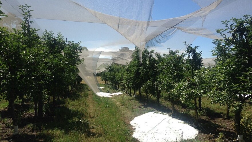 Zaštita i nega voćnjaka posle grada
