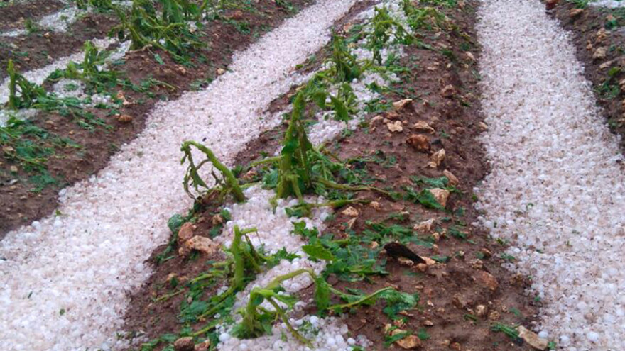 Led veličine oraha dokrajčio usjeve
