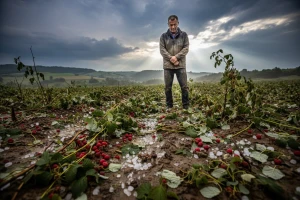 Gradonosna berba malina u Kosjeriću