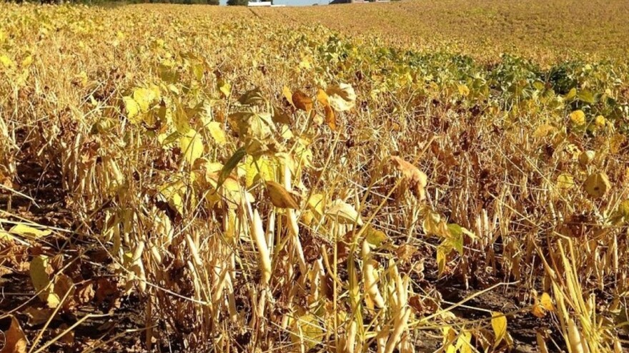 Prinos graha ovisi o pravilnom sklopu sjetve