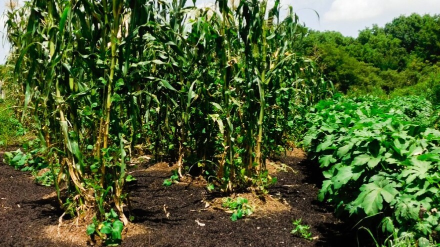 Kukuruz, pasulj i tikvice - dobra organizacija plodoreda