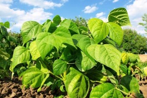 Sezona u kojoj mahunarke pobjeđuju korov!