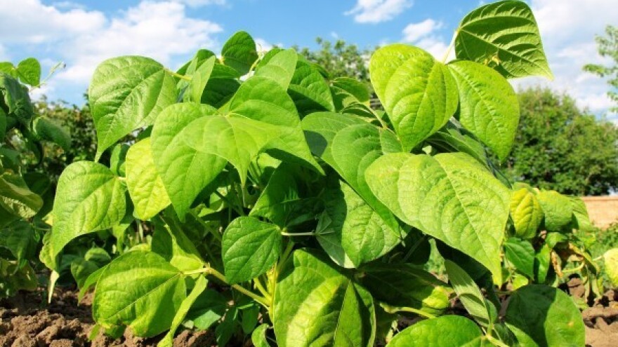 Sezona u kojoj mahunarke pobjeđuju korov!