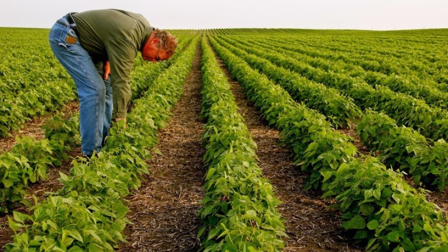 Field beans. Horticulture meaning. Biological Wool harvesting.