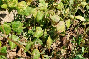 Venuće paprika i graha – bolesti visokih temperatura. I zelene stjenice ponovo napadaju