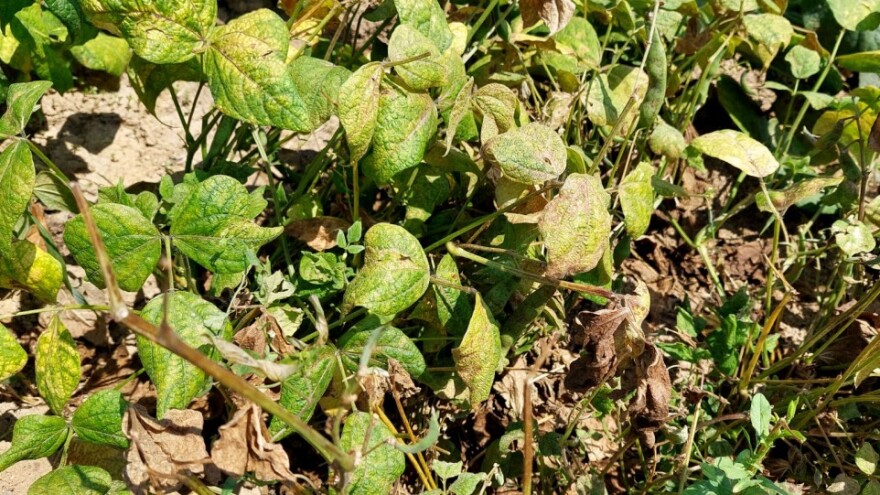Venuće paprika i graha – bolesti visokih temperatura. I zelene stjenice ponovo napadaju