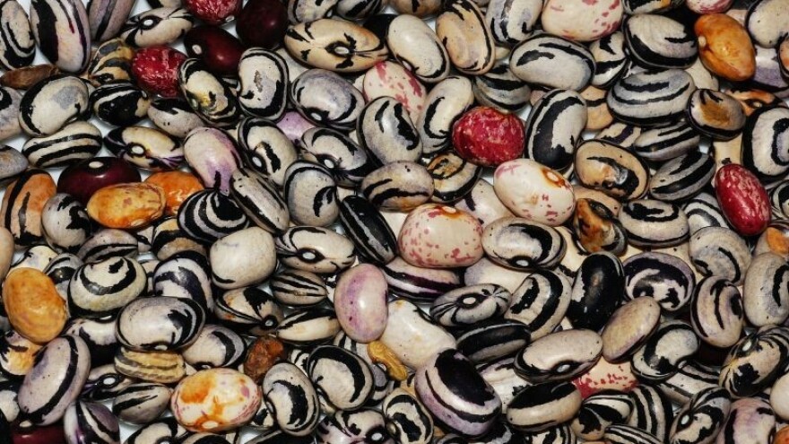 Pripremom sjemena do dobrih presadnica