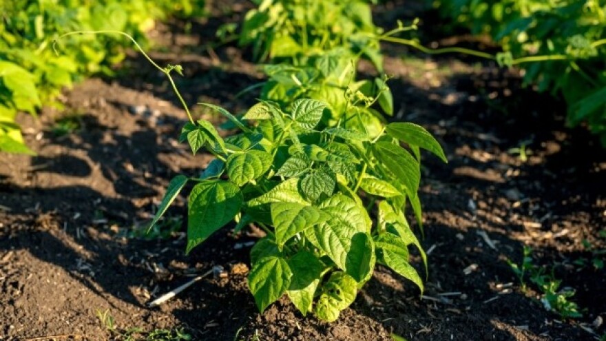 Zaštita graha od bolesti