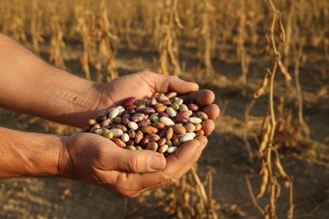 Grah - zaboravljena kultura na hrvatskim poljima