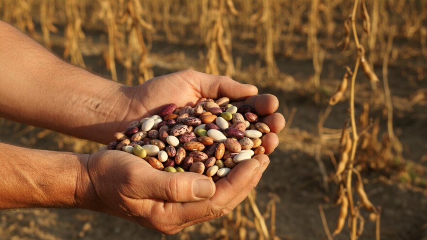 Grah - zaboravljena kultura na hrvatskim poljima