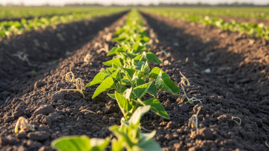 Grah zaštitite od uskolisnih i širokolisnih korova