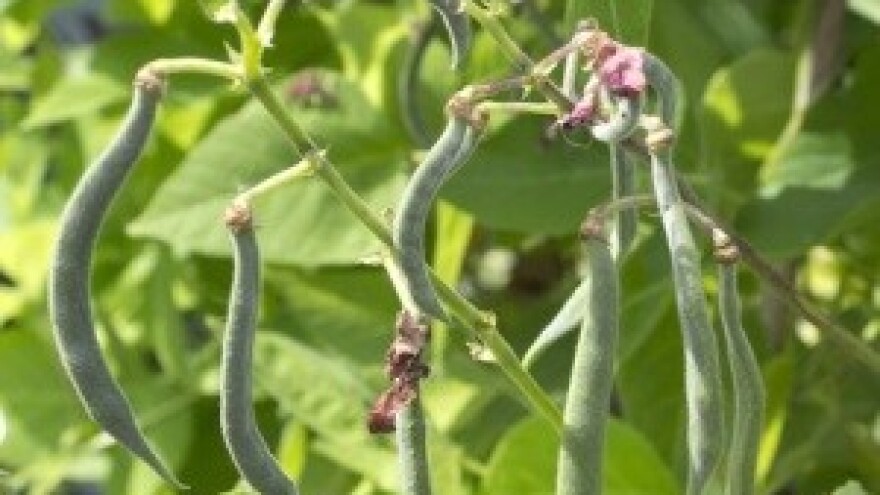 Čudesan vrt hranjivih biljki