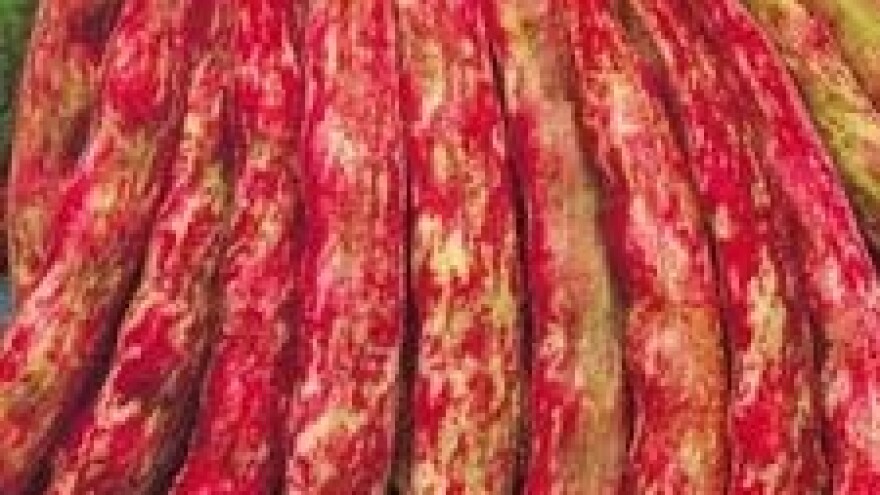 Zaštita graha na području Bilogore