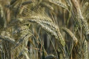 Pažljivo biraju lokacije za mrežu makrosortnih ogleda